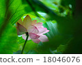 一朵蓮花 18046076