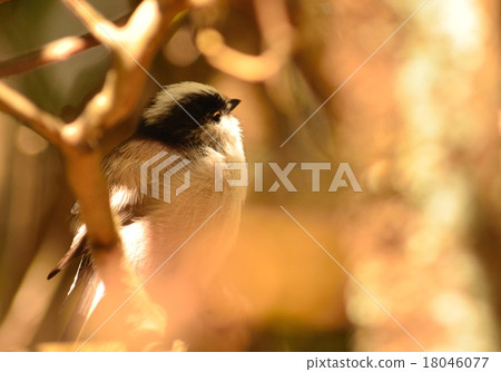 長尾山雀 長尾山雀 18046077