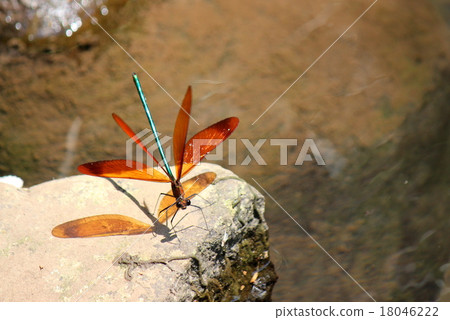 Miyama Kawatombo Miyama Kawatombo 18046222