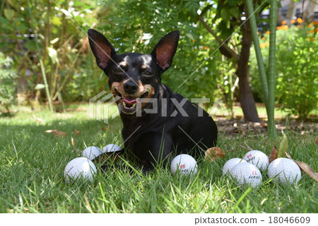 放鬆在草坪的狗 放鬆在草坪的狗 18046609