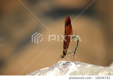 Miyama Kawatombo 18046782