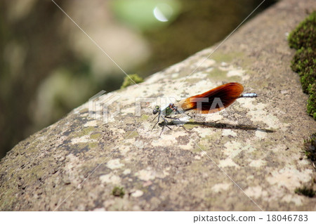 Japanese black strawberry 18046783