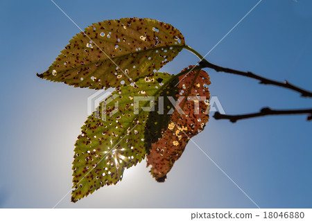 Leaves remaining in branches 18046880