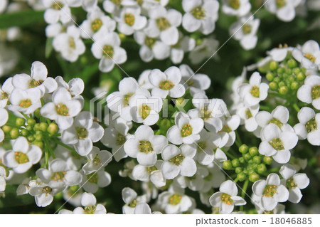 甜Allsum花 18046885