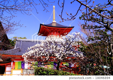 Nakayama-ji (Takarazuka-shi) plum Nakayama-ji (Takarazuka-shi) plum 18046894