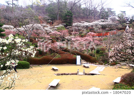 Nakayama-ji(寶塚市)的梅林 Nakayama-ji(寶塚市)的梅林 18047020