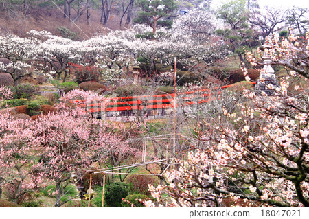Nakayama-ji(寶塚市)的梅林 Nakayama-ji(寶塚市)的梅林 18047021