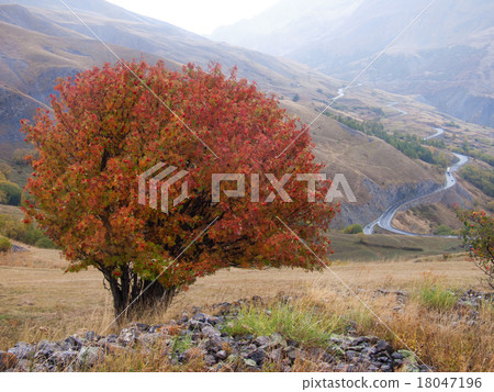 tree in autumn 18047196
