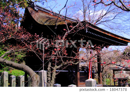 Plum flower of Seongnam-gu Shrine (Kyoto Fushimi) 18047378