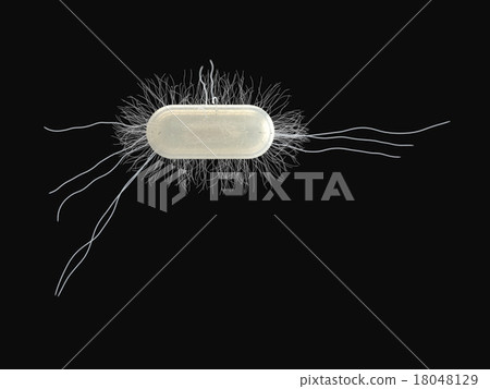 單獨的大腸桿菌(黑背) 單獨的大腸桿菌(黑背) 18048129