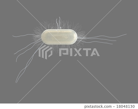 Escherichia coli alone (gray back) 18048130