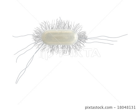 Escherichia coli alone (white back) Escherichia coli alone (white back) 18048131