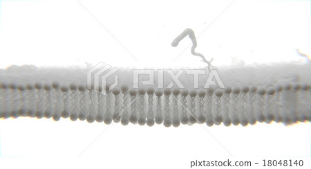 細胞膜模型(帶鏡片效果) 細胞膜模型(帶鏡片效果) 18048140