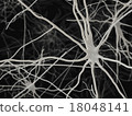 Neurons (black back) 18048141