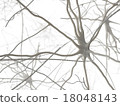 Neurons (white back) 18048143
