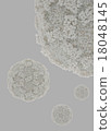 Norovirus (gray back) 18048145