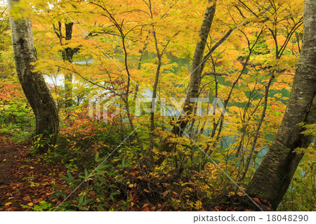 Kamoi池塘 18048290