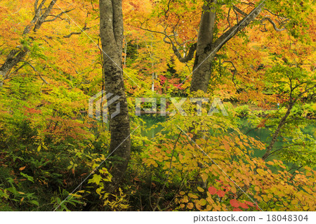 Kamoi池塘 18048304