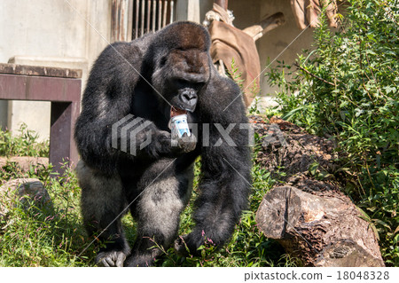 A man's gorilla 18048328