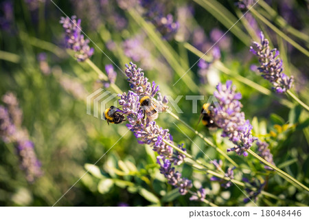 Bumblebee on a fragrant bed of lavender Bumblebee on a fragrant bed of lavender 18048446