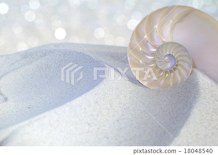 Nautilus shell cut 18048540