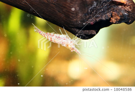 Cherry shrimp Cherry shrimp 18048586