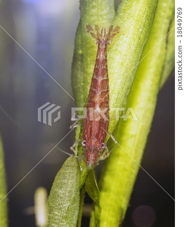 Cherry shrimp 18049769