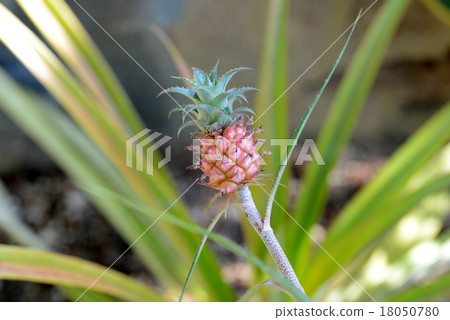 鳳梨，肛門 18050780