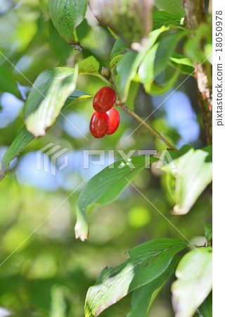 Fruit of Sanshui Fruit of Sanshui 18050978