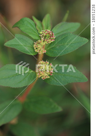 Natural plant Sima deer, in Okinawa it is disliked by the field, but it seems that the extract has an effect to suppress blood sugar increase Natural plant Sima deer, in Okinawa it is disliked by the field, but it seems that the extract has an effect to suppress blood sugar increase 18051238