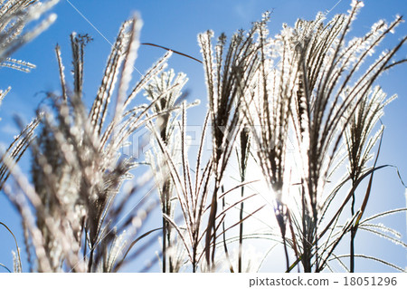 秋天的天空和鈴木背光 18051296