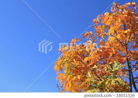 歐洲七葉樹秋葉 18051526