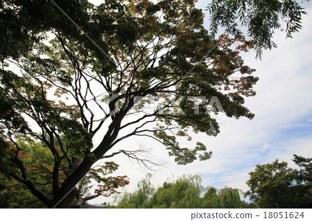 Big tree in a park in Hokkaido Big tree in a park in Hokkaido 18051624