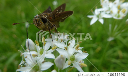 Butterfly  18051698