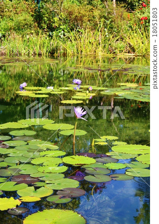 莫奈的花園 18051803