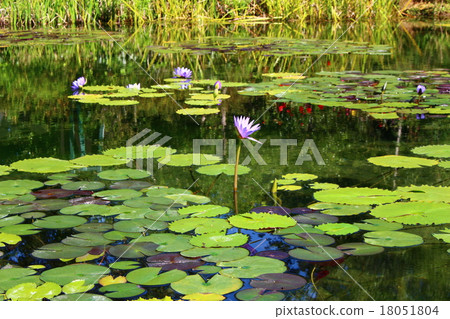 莫奈的花園 18051804