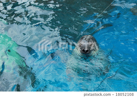 密封水族館面臨 密封水族館面臨 18052108