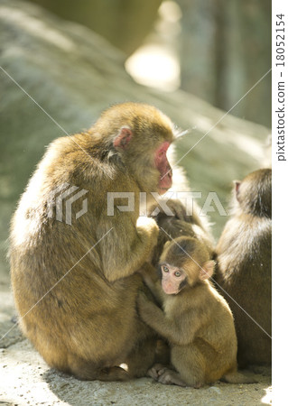 Parent and child of monkey Parent and child of monkey 18052154