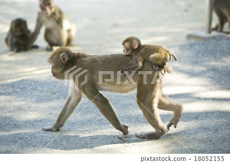 Parent and child of monkey Parent and child of monkey 18052155