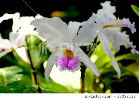 白色卡特蘭 18052158