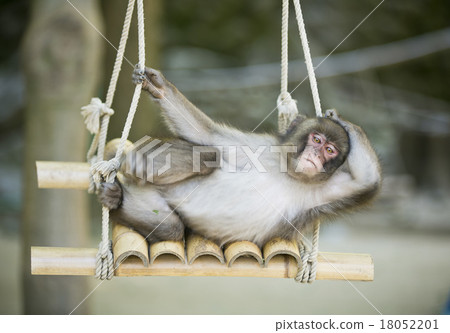 Japanese macaques Japanese macaques 18052201