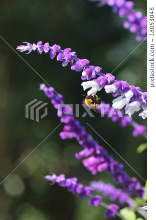 Amethyst sage and tiger bumblebee Amethyst sage and tiger bumblebee 18053048