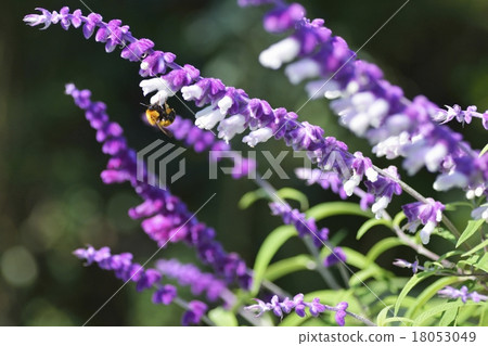 Amethyst sage and tiger bumblebee Amethyst sage and tiger bumblebee 18053049
