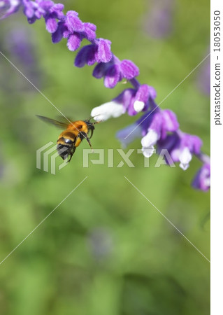 Amethyst sage and tiger bumblebee Amethyst sage and tiger bumblebee 18053050