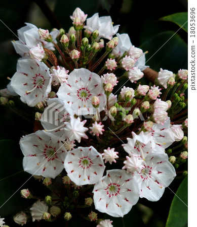 Karmia Karmia 18053696