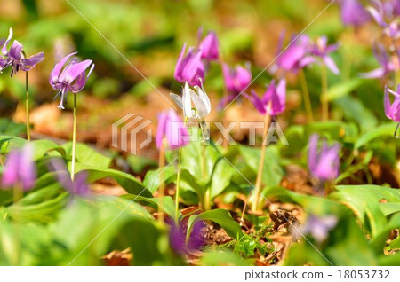 白點一點 18053732