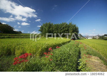Asukaji autumn scenery Higanobu flower blooms 18054062