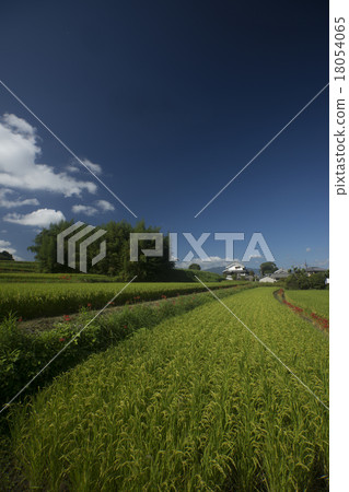 Asukaji autumn scenery Higanobu flower blooms 18054065