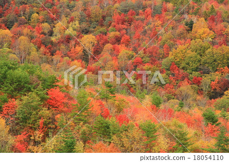 Autumn leaves 18054110