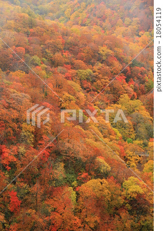 Autumn leaves 18054119
